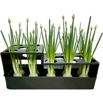 Propagator – 16.5x7.5x7cm | Onion Grower | Regenerating Onion Planter