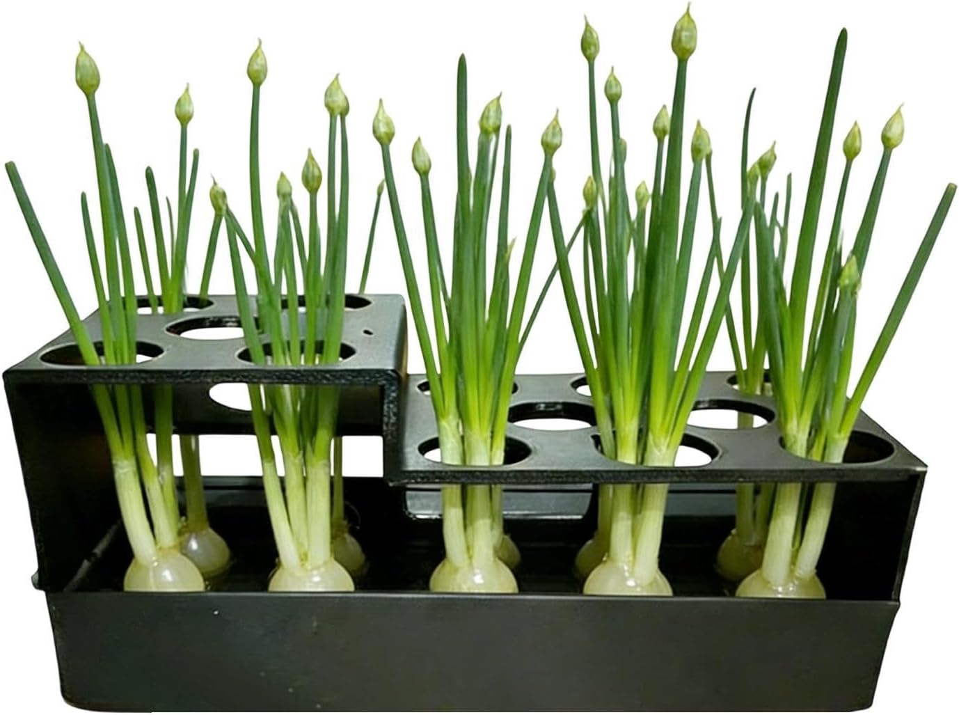 Propagator – 16.5x7.5x7cm | Onion Grower | Regenerating Onion Planter